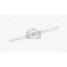 Load image into Gallery viewer, Hose Clamp - Mubea SC2426812